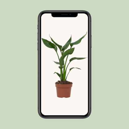 Kamerplant - Strelitzia Reginae - Pot Ø 12cm Hoogte ↕ 35cm