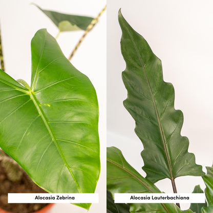 Kamerplant - Alocasia Mix (Zebrina, Lauterbachiana) - Pot Ø 19cm Hoogte ↕ 75cm