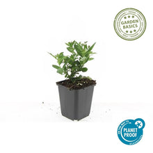 Buitenplant 24x Aster ageratoides 'Stardust' - Bloeiend - Pot Ø 9cm Hoogte ↕ 10-25cm