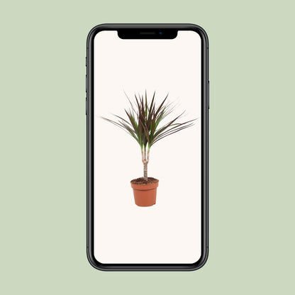 Kamerplant - Dracaena Magenta - Pot Ø 12cm Hoogte ↕ 50cm