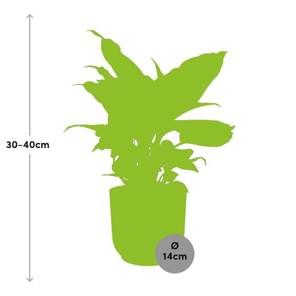 Kamerplant - Dieffenbachia 'Camilla' - Pot Ø 14cm