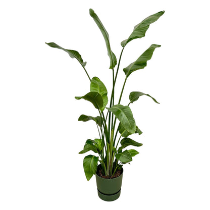 XL Kamerplant - Strelitzia Nicolai - Pot Ø 30cm Hoogte ↕ 170cm