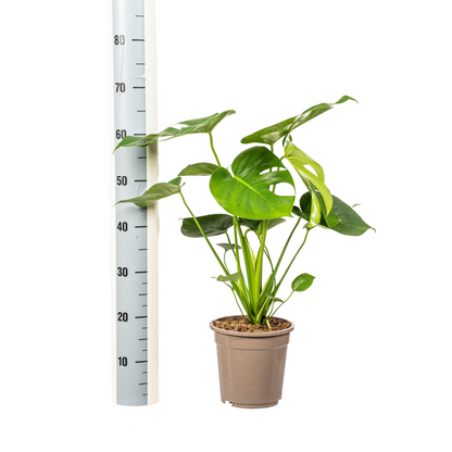 Kamerplant - Monstera Deliciosa Tauerii - Pot Ø 19cm Hoogte ↕ 70-90cm