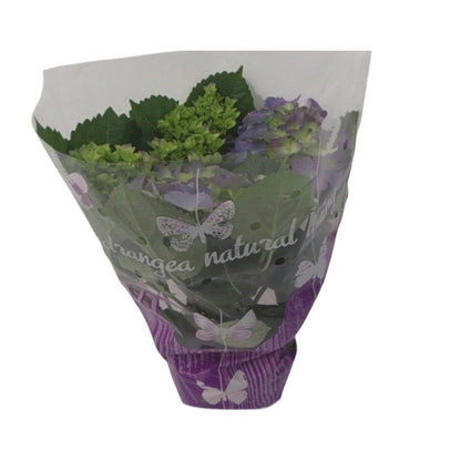 Kamerplant - Hydrangea Blauw - Pot Ø 14cm Hoogte ↕ 35cm
