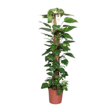 XL Kamerplant - Epipremnum Pinnatum aan Mosstok - Pot Ø 24cm Hoogte ↕ 120cm