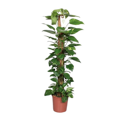 XL Kamerplant - Epipremnum Pinnatum aan Mosstok - Pot Ø 24cm Hoogte ↕ 120cm