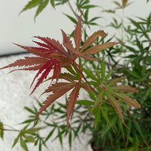 Buitenplant - Acer palmatum 'Jerre Swarts' - Donker Rood - Bladverliezend - Pot Ø 19cm Hoogte ↕ 70cm