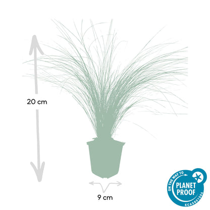 Buitenplant 48x Stipa tenuissima 'Ponytails' - Pot Ø 9cm Hoogte ↕ 10-25cm