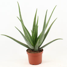 Kamerplant - Aloe Vera - Pot Ø 19cm Hoogte ↕ 70cm