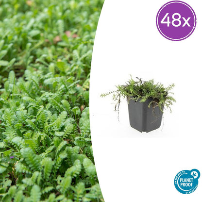 Buitenplant 48x Leptinella squalida - Bodembedekker - Pot Ø 9cm Hoogte ↕ 10-25cm