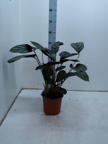 Kamerplant - Ctenanthe Setosa Compactstar - Pot Ø 17cm Hoogte ↕ 55cm