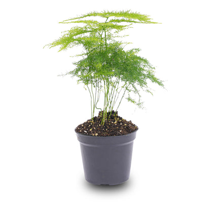 Kamerplant - Asparagus Setaceus Plumosus - Sierasperge - Potmaat 6