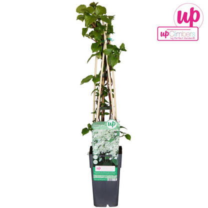 Buitenplant - Hydrangea petiolaris - Klimhortensia - Pot Ø 15cm Hoogte ↕ 65cm
