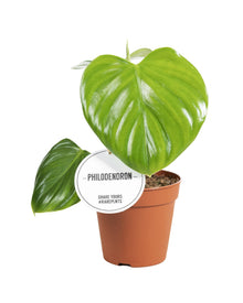 Kamerplant - Philodendron Pittieri - Pot Ø 12cm Hoogte ↕ 30cm