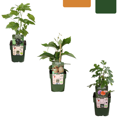 Buitenplant - Zoete oogst trio BIO Fruitplanten mix - Set van 3 soorten