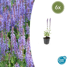 Buitenplant 6x Salvia nem. 'Caradonna' - Bloeiend - Pot Ø 9cm Hoogte ↕ 10-25cm