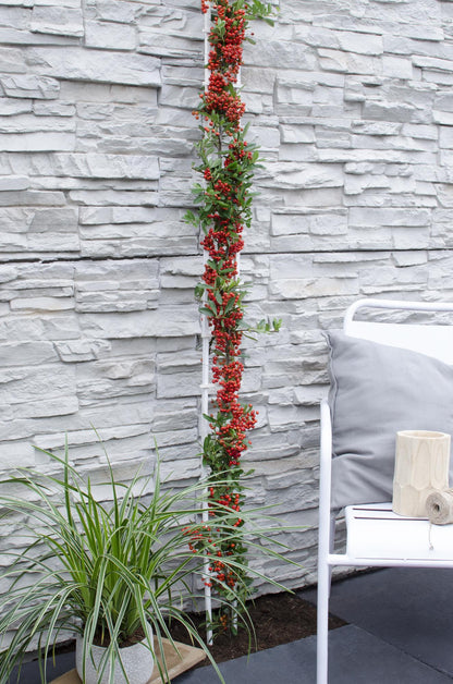 Buitenplant - Pyracantha coccinea Red Star - Pot Ø 23cm Hoogte ↕ 75cm