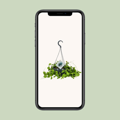 Kamerplant - Dischidia Imbricata - Pot Ø 14cm Hoogte ↕ 40cm