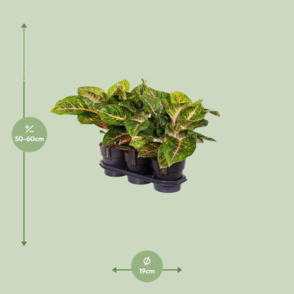 Kamerplant - Aglaonema Spring Red - Pot Ø 19cm Hoogte ↕ 60cm