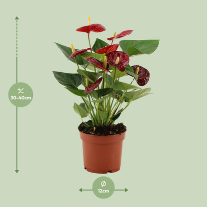 Kamerplant - Anthurium Calon - Pot Ø 12cm Hoogte ↕ 36cm