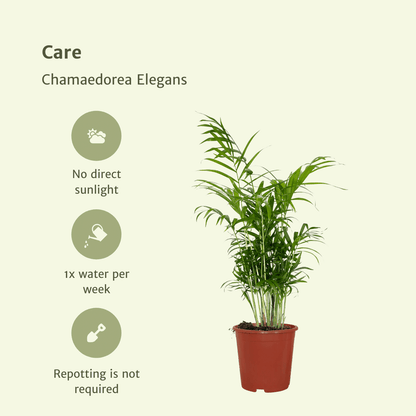 Kamerplant 2x Chamaedorea Elegans (Mexicaanse Bergpalm) - Pot Ø 17cm Hoogte ↕ 55cm