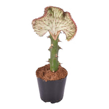 Kamerplant - Euphorbia lactea Cristata rood - Pot Ø 12cm Hoogte ↕ 35cm