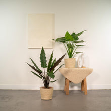 Kamerplant - Alocasia Cucullata + Alocasia Lauterbachiana - Met mand - Pot Ø 19cm