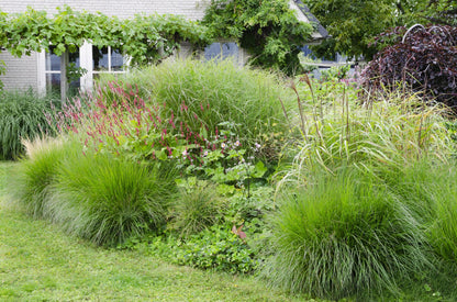 Buitenplant - Miscanthus sinensis Ferner Osten - Pot Ø 19cm Hoogte ↕ 50cm