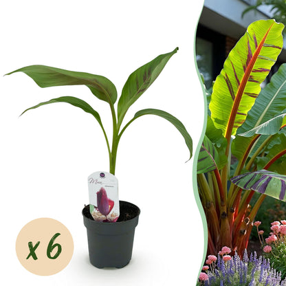 Buitenplant 6x Musa sikkemensis Red Tiger - Winterhard - Pot Ø 12cm Hoogte ↕ 30cm