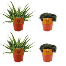 Kamerplant 4x Aloe Spider & Sinocrassula Yunnanensis - Pot Ø 10.5cm Hoogte ↕ 10cm