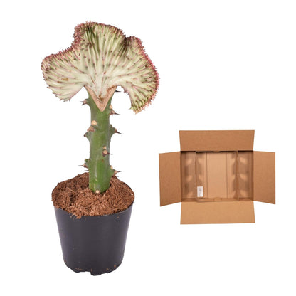Kamerplant - Euphorbia lactea Cristata rood - Pot Ø 12cm Hoogte ↕ 35cm