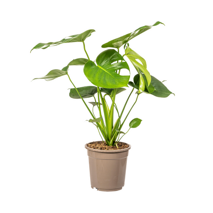 Kamerplant - Monstera Deliciosa Tauerii - Pot Ø 19cm Hoogte ↕ 70-90cm