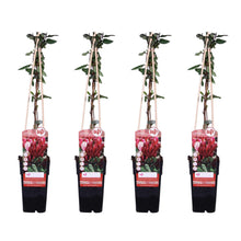 Buitenplant 4x Lonicera japonica 'Red World' - Klimplant - Pot Ø 15cm Hoogte ↕ 65cm