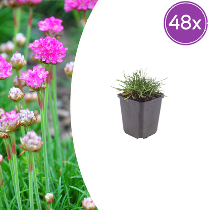 Buitenplant 48x Armeria m. 'Splendens' - Bloeiend - Pot Ø 9cm Hoogte ↕ 10-25cm