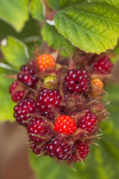 Buitenplant 3x Rubus mix - Bloeiend - Pot Ø 13cm Hoogte ↕ 45cm
