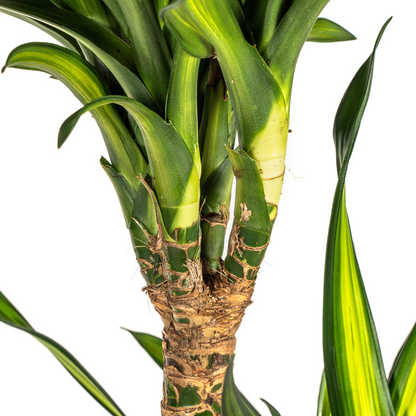 XL Kamerplant - Dracaena Deremensis Rikki - Pot Ø 24cm Hoogte ↕ 130-150cm