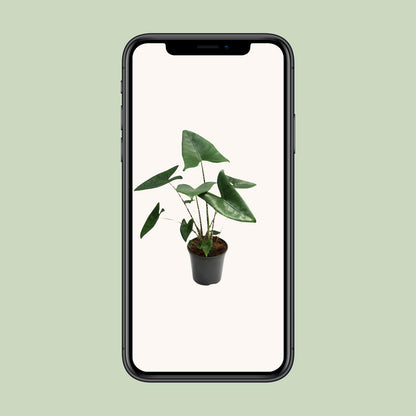 Kamerplant - Alocasia Zebrina - Pot Ø 21cm Hoogte ↕ 80cm