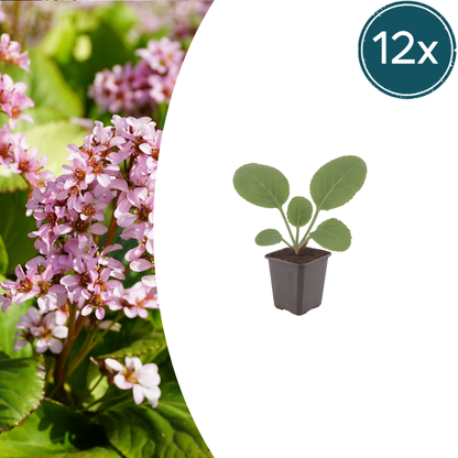 Buitenplant 12x Bergenia cordifolia - Bloeiend - Pot Ø 9cm Hoogte ↕ 10-25cm