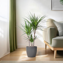 Kamerplant - Dracaena Marginata - Inclusief grijze sierpot - Pot Ø 21cm Hoogte ↕ 95cm
