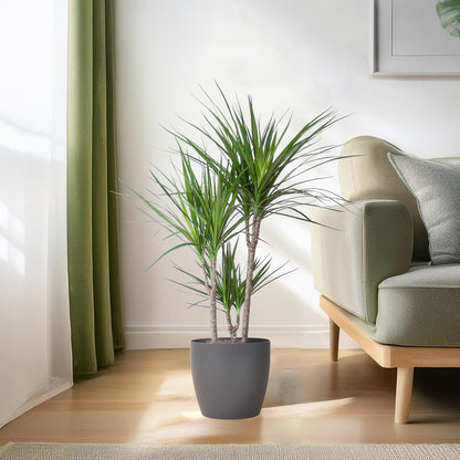 Kamerplant - Dracaena Marginata - Inclusief grijze sierpot - Pot Ø 21cm Hoogte ↕ 95cm