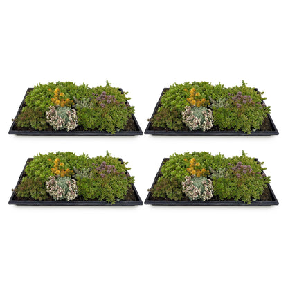 Buitenplant 4x Sedum mat - Bodembedekker Winterhard - 10 Soorten - Lengte 50cm Breedte 30cm
