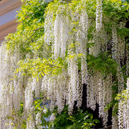 Buitenplant - Wisteria floribunda Alba - Bloeiend - Pot Ø 11cm Hoogte ↕ 40cm