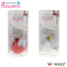 Kamerplant 2x Waxz Kolibri Mix - Pot Ø 7cm Hoogte ↕ 15cm