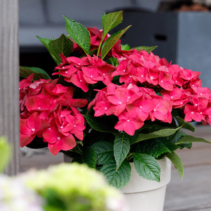 Buitenplant - Hydrangea Magical Tuesday & Saphire - Rood - Pot Ø 23cm Hoogte ↕ 55cm