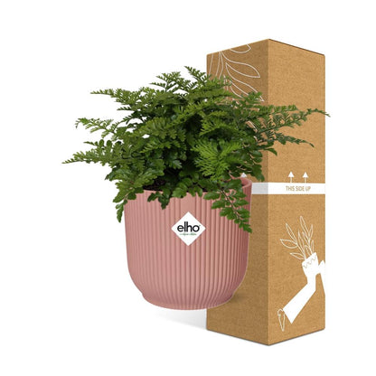 Kamerplant - Asplenium Parvati - Pot Ø 14cm