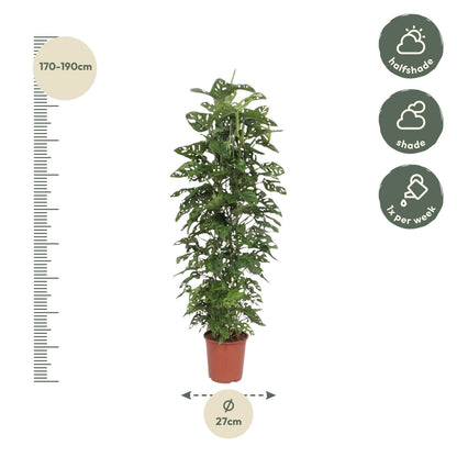 Kamerplant - Monstera Monkey Leaf - Gaasrek - Pot Ø 27cm Hoogte ↕ 180cm