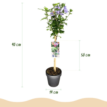 Buitenplant - Hibiscus syriacus 'Tricolour' op stam - Winterhard - Bloeiend - Pot Ø 19cm Hoogte ↕ 90cm
