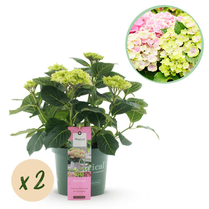 Buitenplant 2x Hydrangea Magical Jewel Pink - Bloeiend - Pot Ø 23cm Hoogte ↕ 55cm
