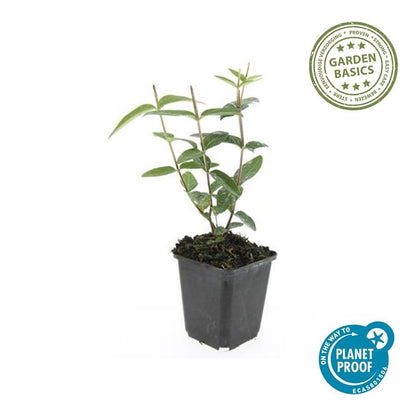 Buitenplant 48x Hypericum inodorum - Bloeiend - Pot Ø 9cm Hoogte ↕ 10-25cm
