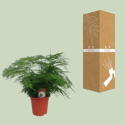 Kamerplant - Asparagus Setaceus - Pot Ø 17cm Hoogte ↕ 45cm